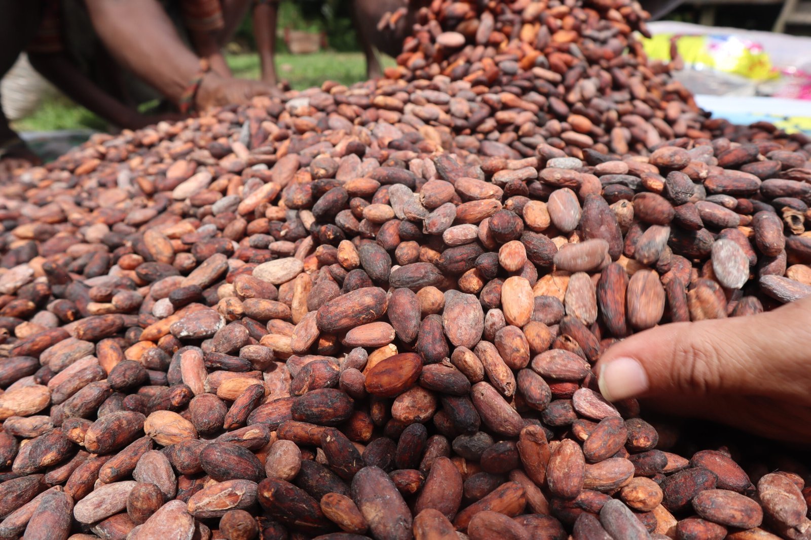 Asa dari Biji Kakao untuk OAP di Mamberamo Foja